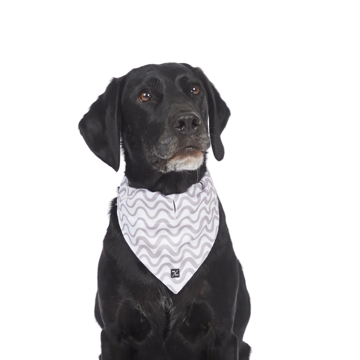 Dog Bandana - Mocha Wave