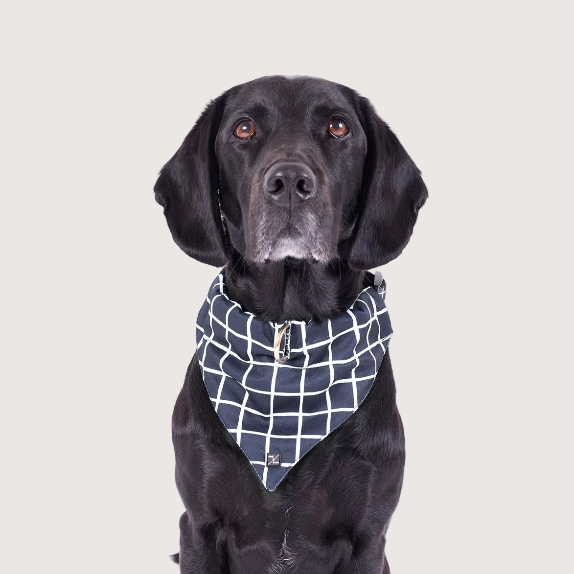 Dog Bandana - Navy Check Print