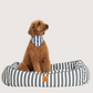 Brown dog sitting on a striped pet bed with a white background