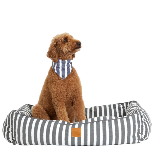 Brown dog sitting on a striped pet bed with a white background