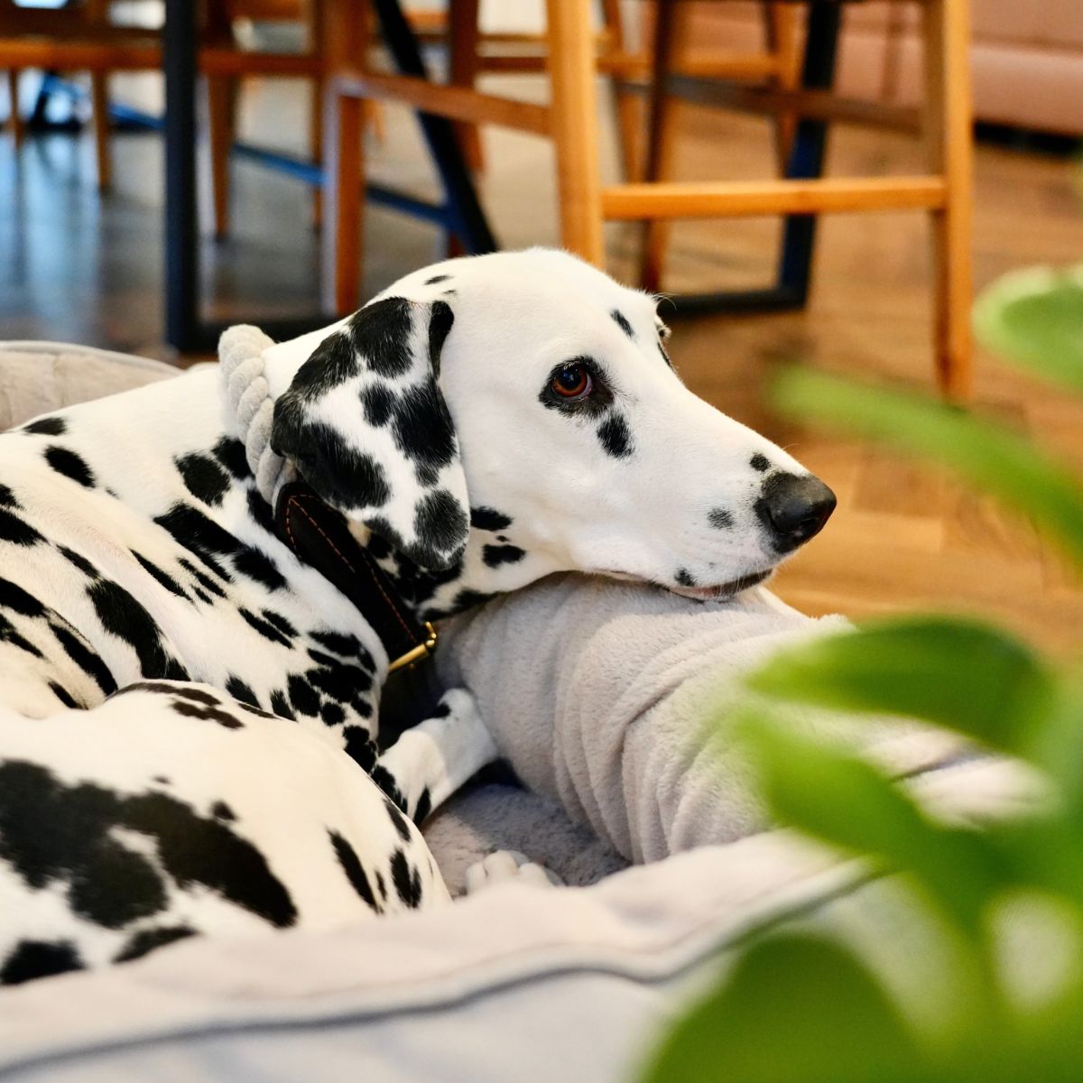 Dalmatian dog lying on a bed in a home setting with chairs and a plant in the background.