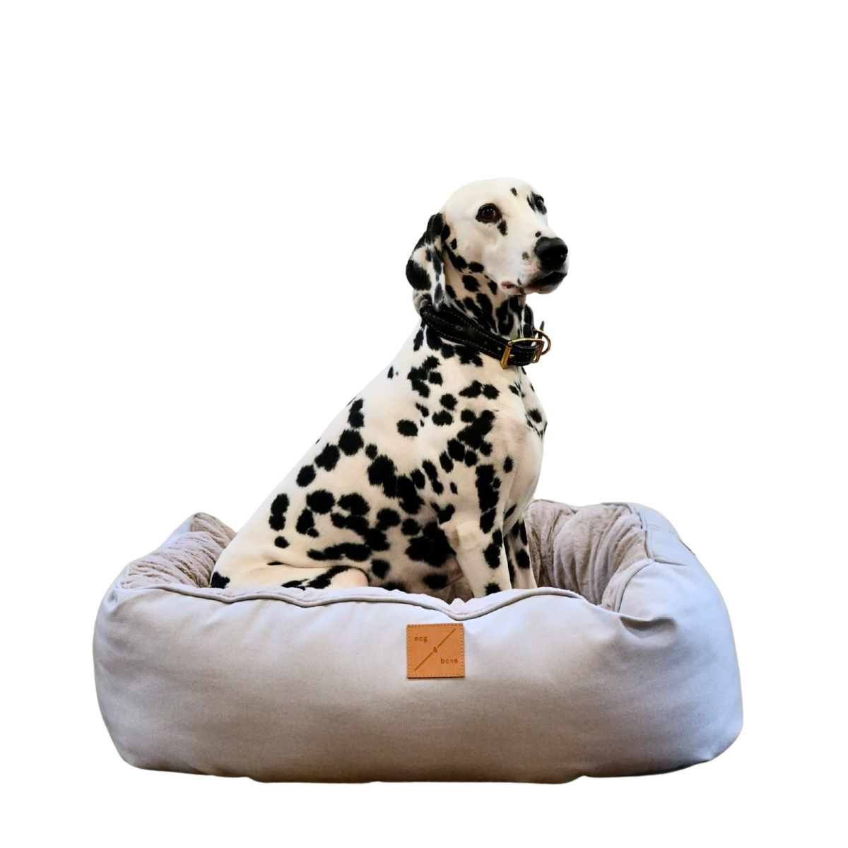 Dalmatian dog sitting on a grey pet bed with a white background