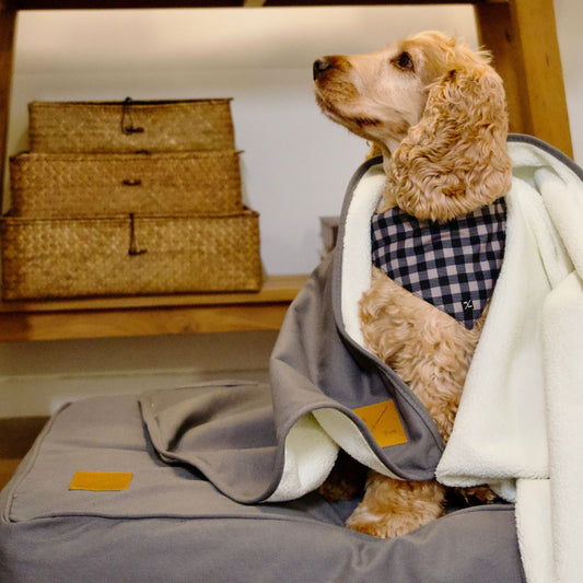 Dog wrapped in a blanket on a bed with wicker baskets in the background