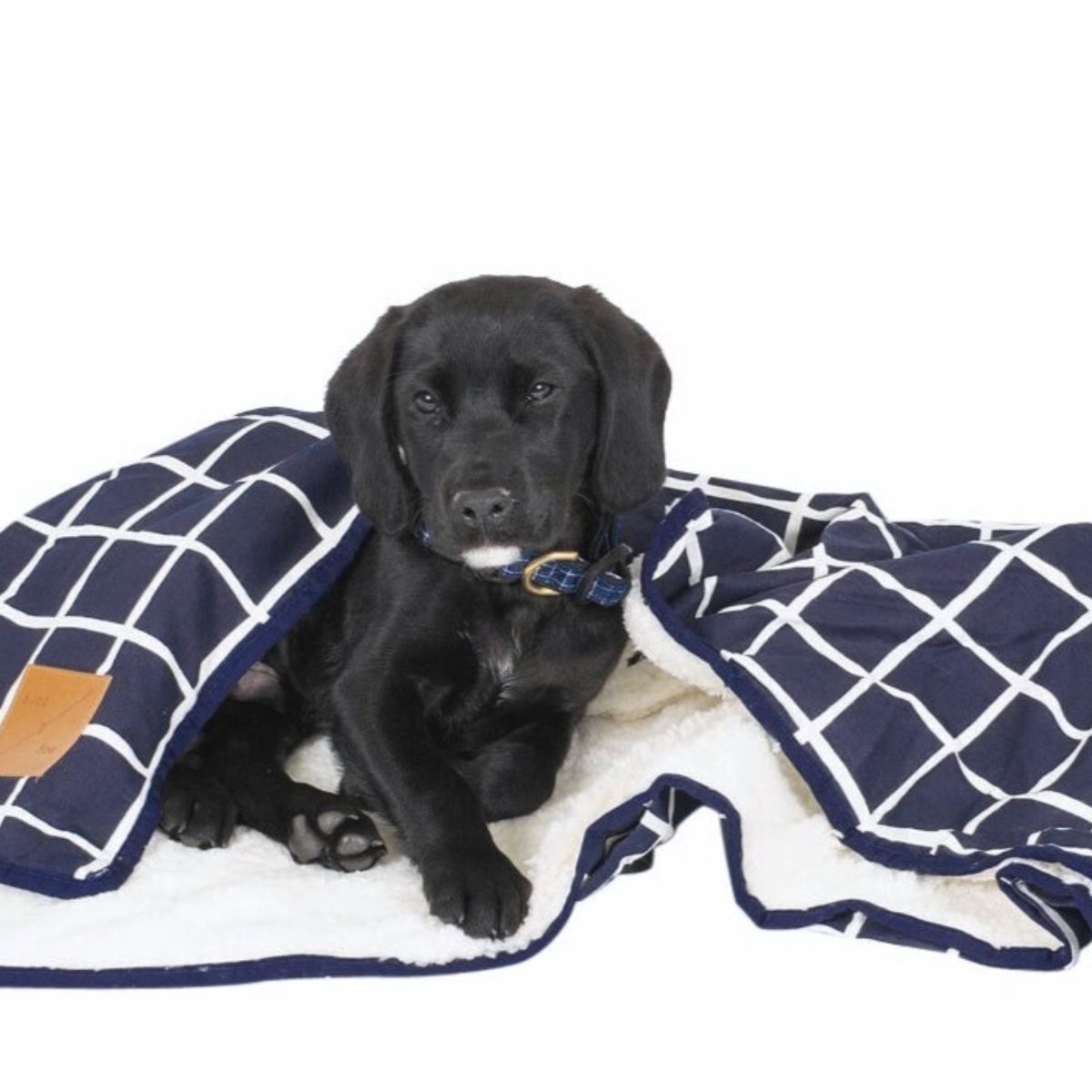 Black puppy lying on a blue and white checkered blanket with a brown patch.