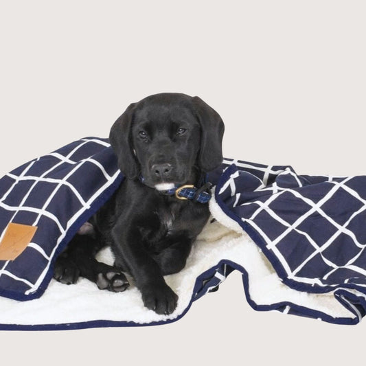 Black puppy lying on a blue and white checkered blanket with a brown patch.