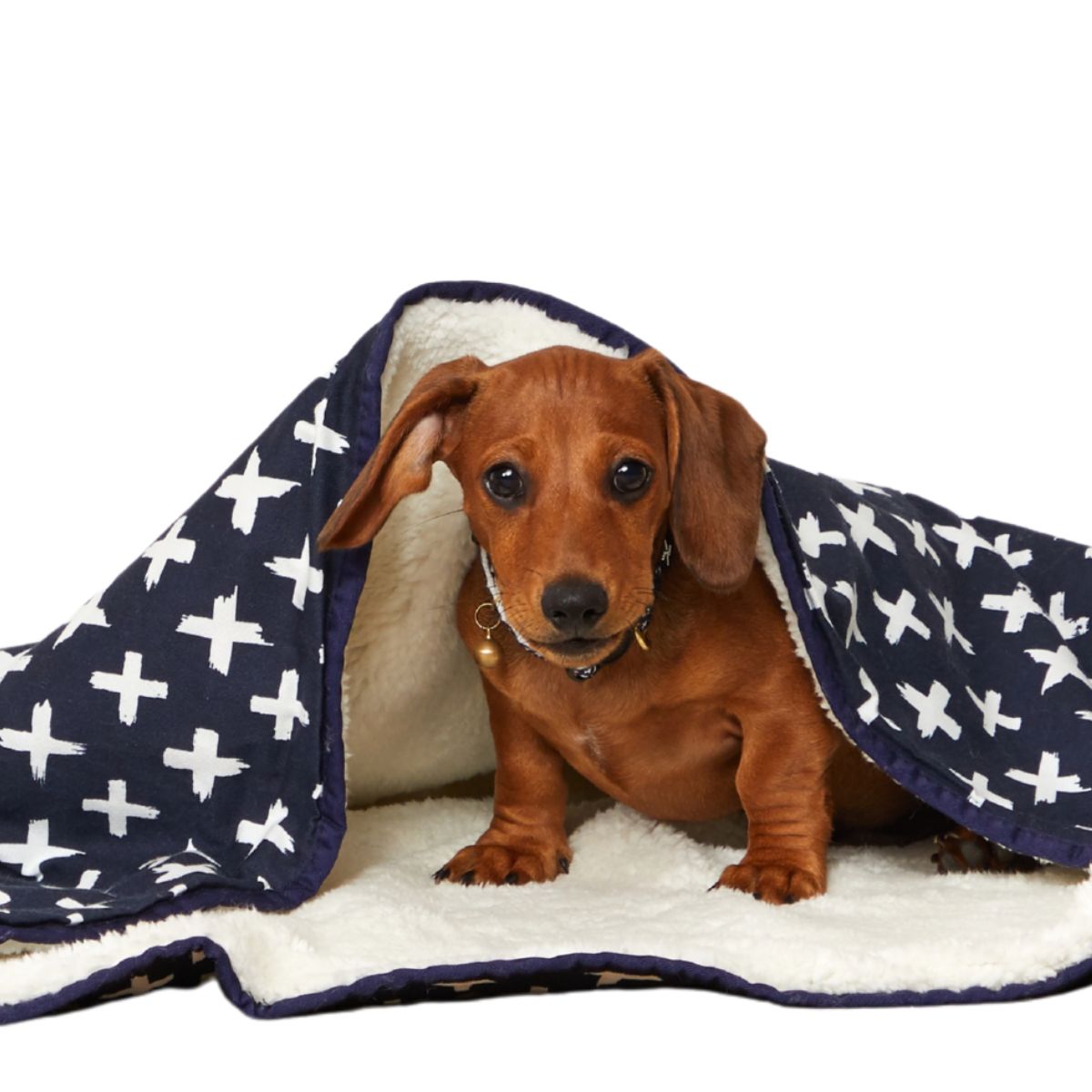 Small dog lying on a navy and white patterned blanket with a white background