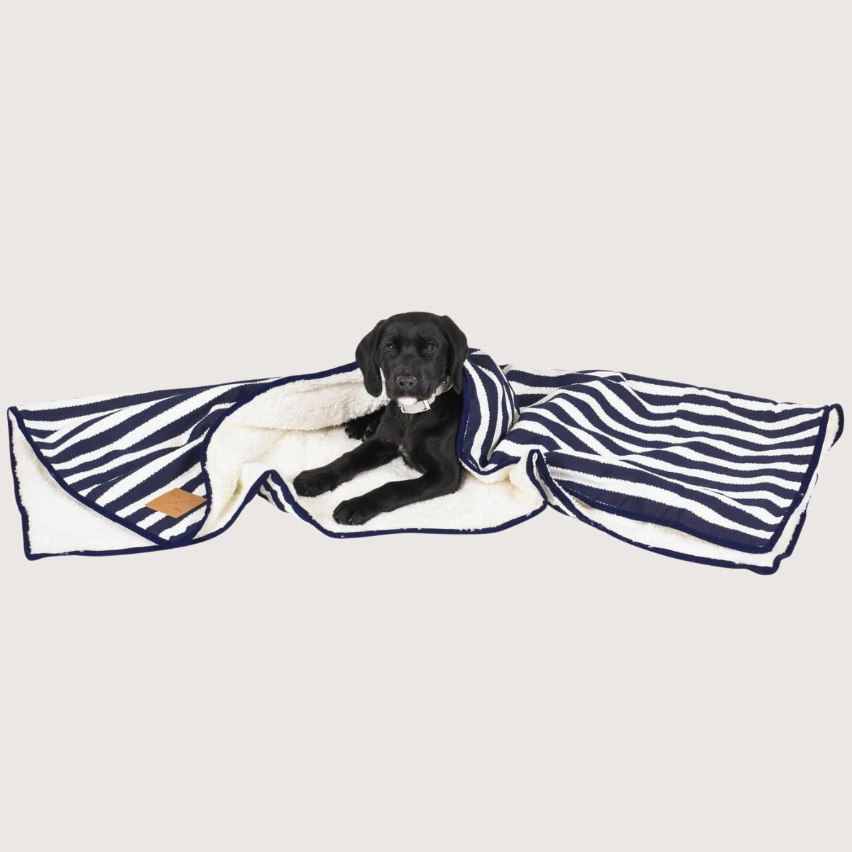 Dog lying on a striped blanket with white background