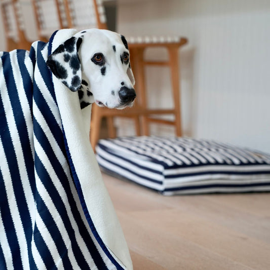 Dalmatian dog wrapped in a striped blanket in a home setting