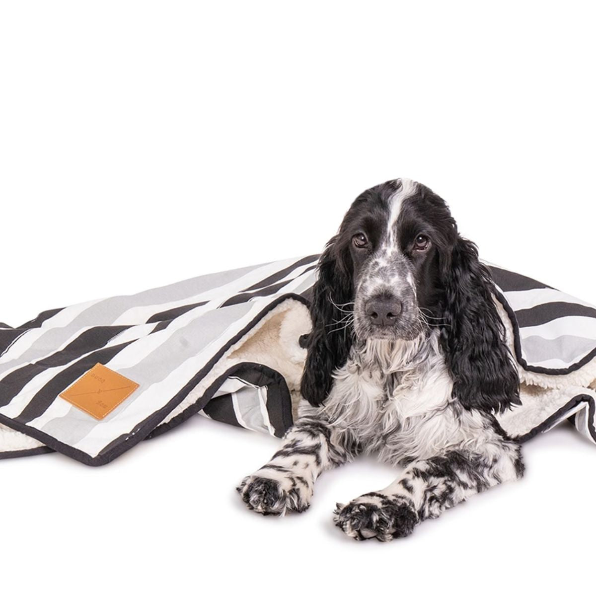 Dog lying on a patterned blanket with a white background
