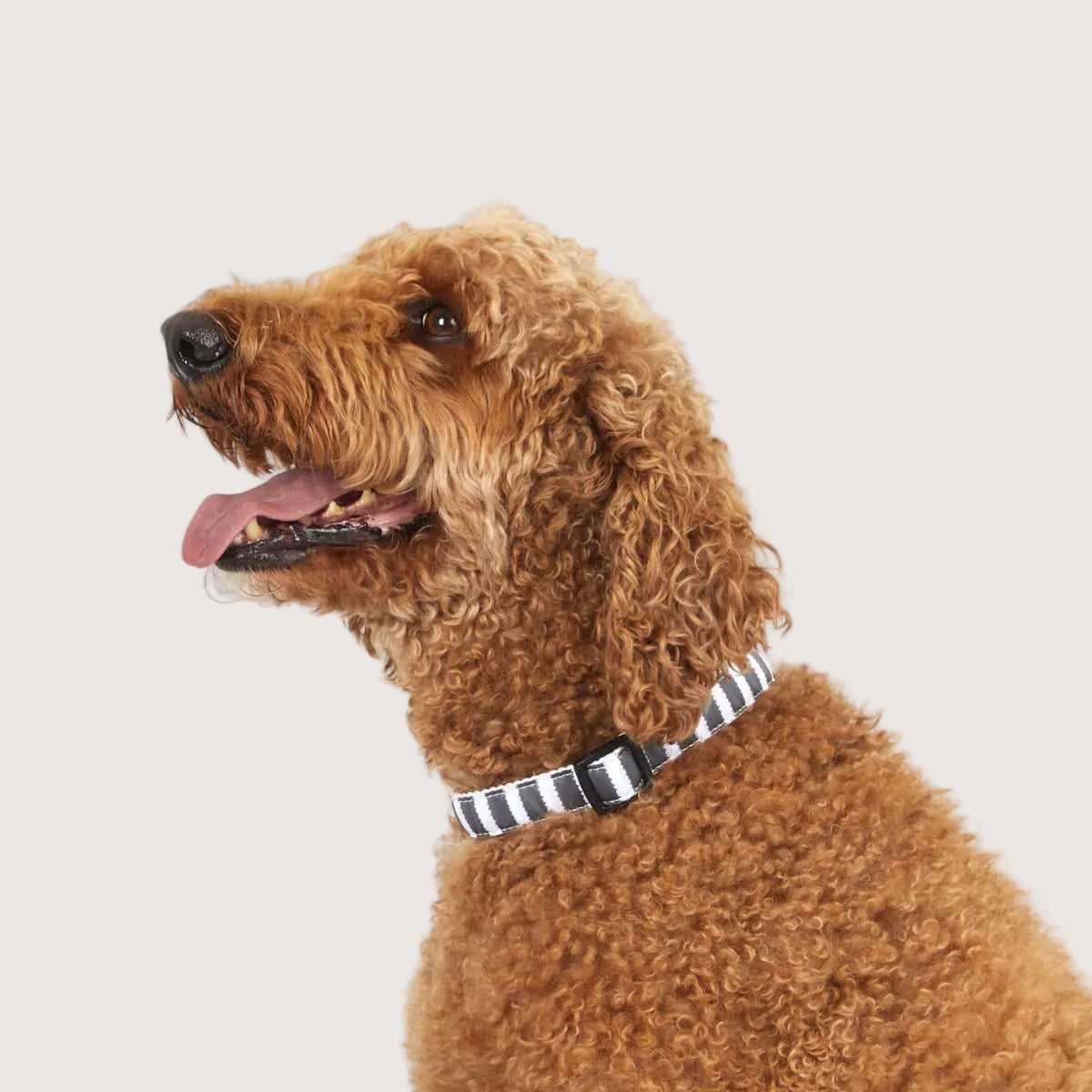 Brown curly-haired dog wearing a striped hemp collar on a white background