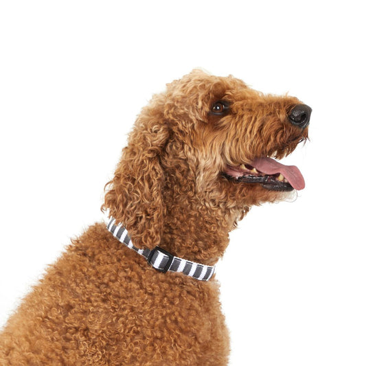 Brown curly-haired dog wearing a striped hemp collar on a white background
