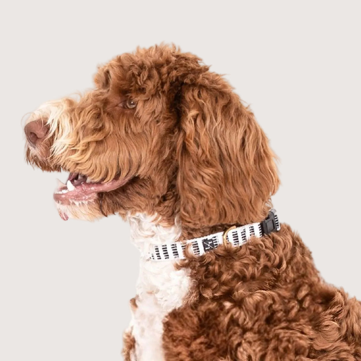 Brown and white dog wearing a collar on a white background