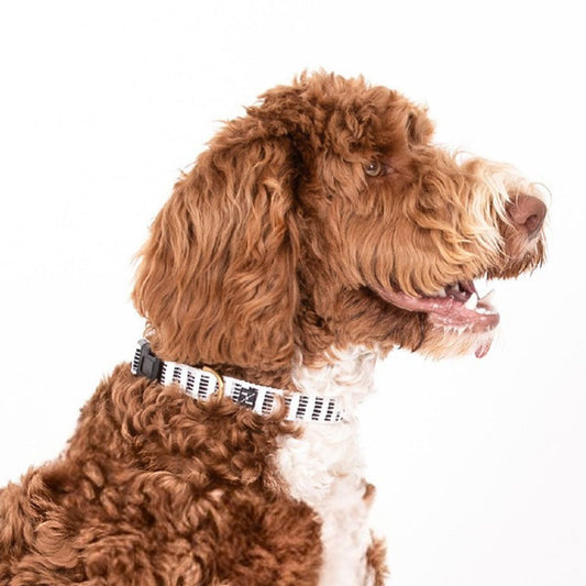 Brown and white dog wearing a collar on a white background