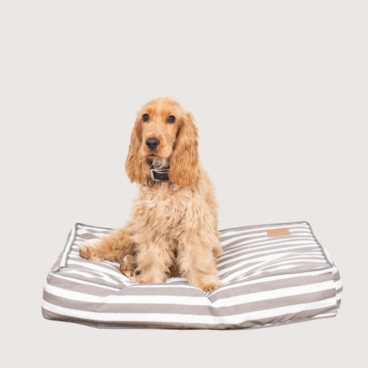 Dog sitting on a striped pet bed with a white background