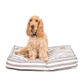 Dog sitting on a striped pet bed with a white background