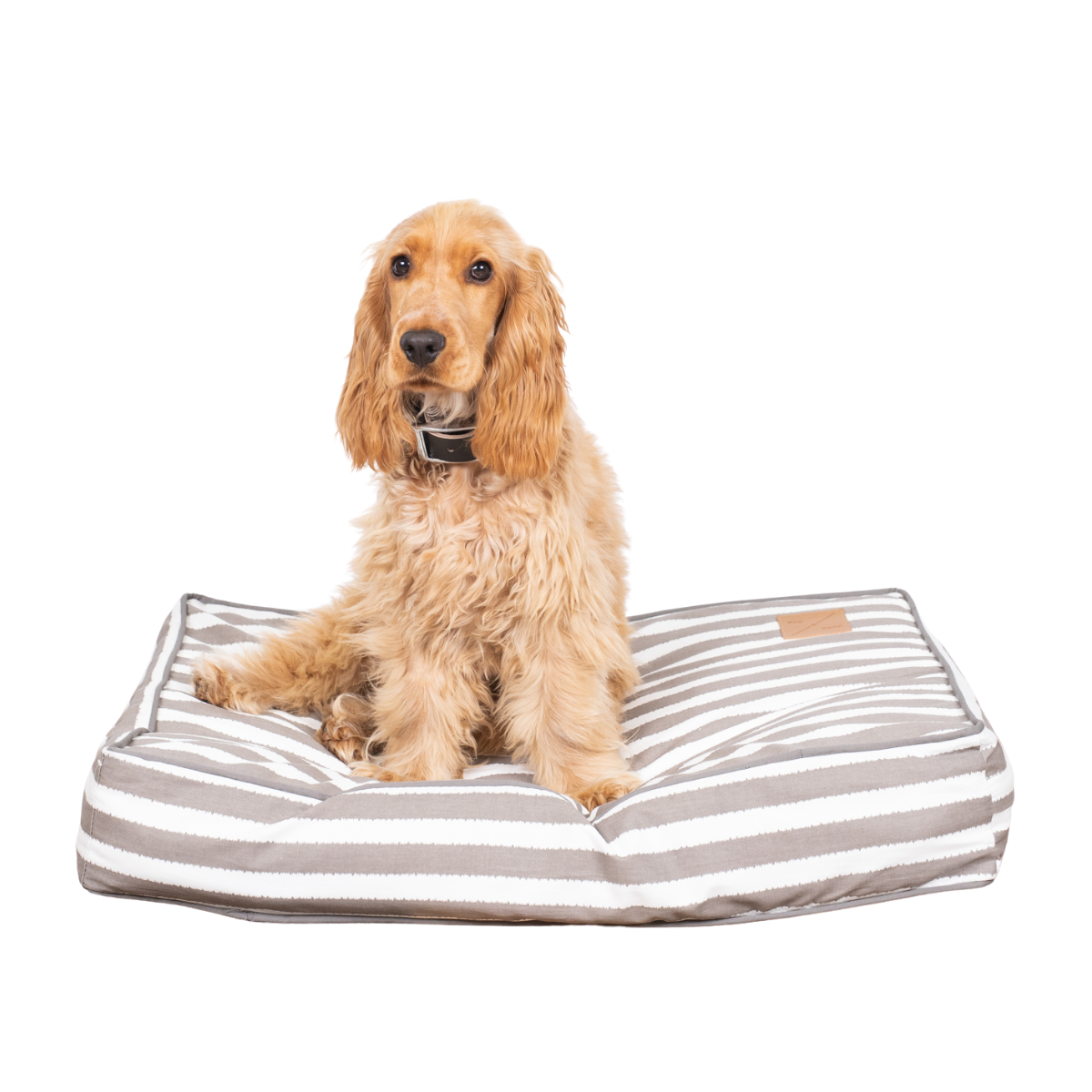 Dog sitting on a striped pet bed with a white background