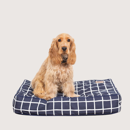 Dog sitting on a navy blue grid-patterned dog bed with a white background