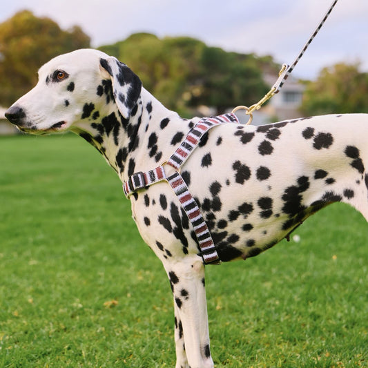 Hemp Dog Harness - Black/ Cocoa Artisan Print