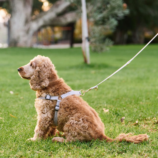 Hemp Dog Harness - Mocha Gingham Print