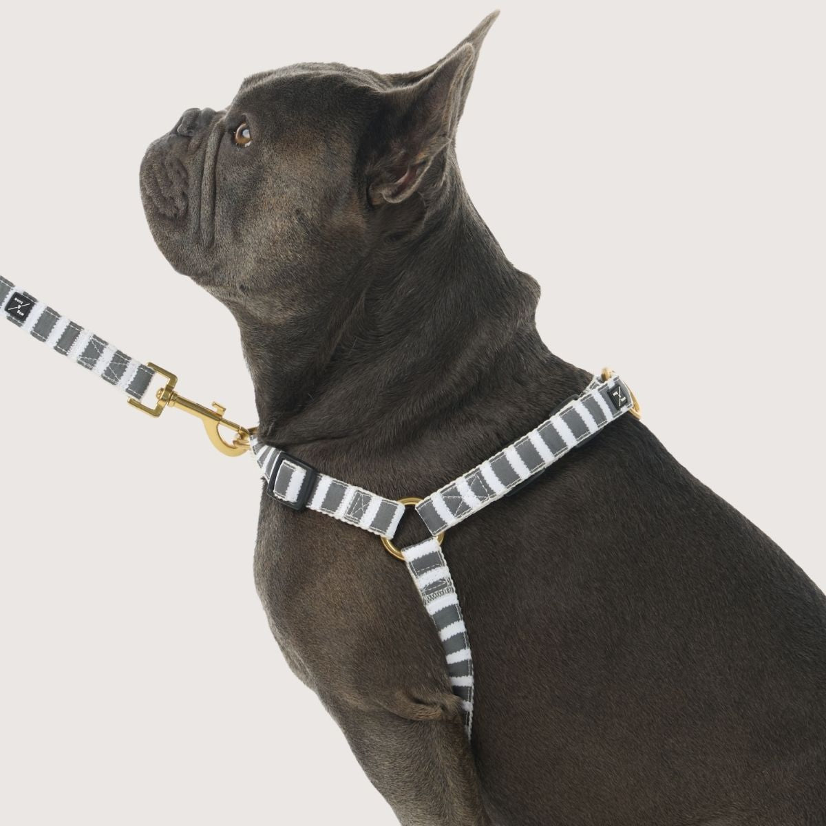 Hemp Dog Harness - Charcoal Hamptons Stripe Print