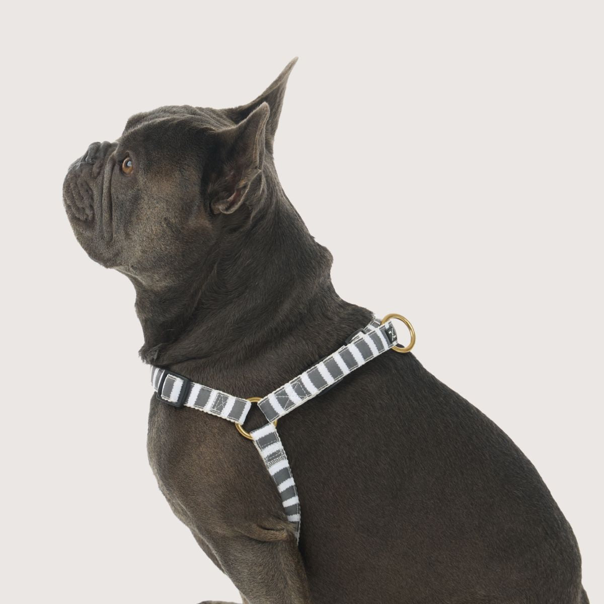 Hemp Dog Harness - Charcoal Hamptons Stripe Print