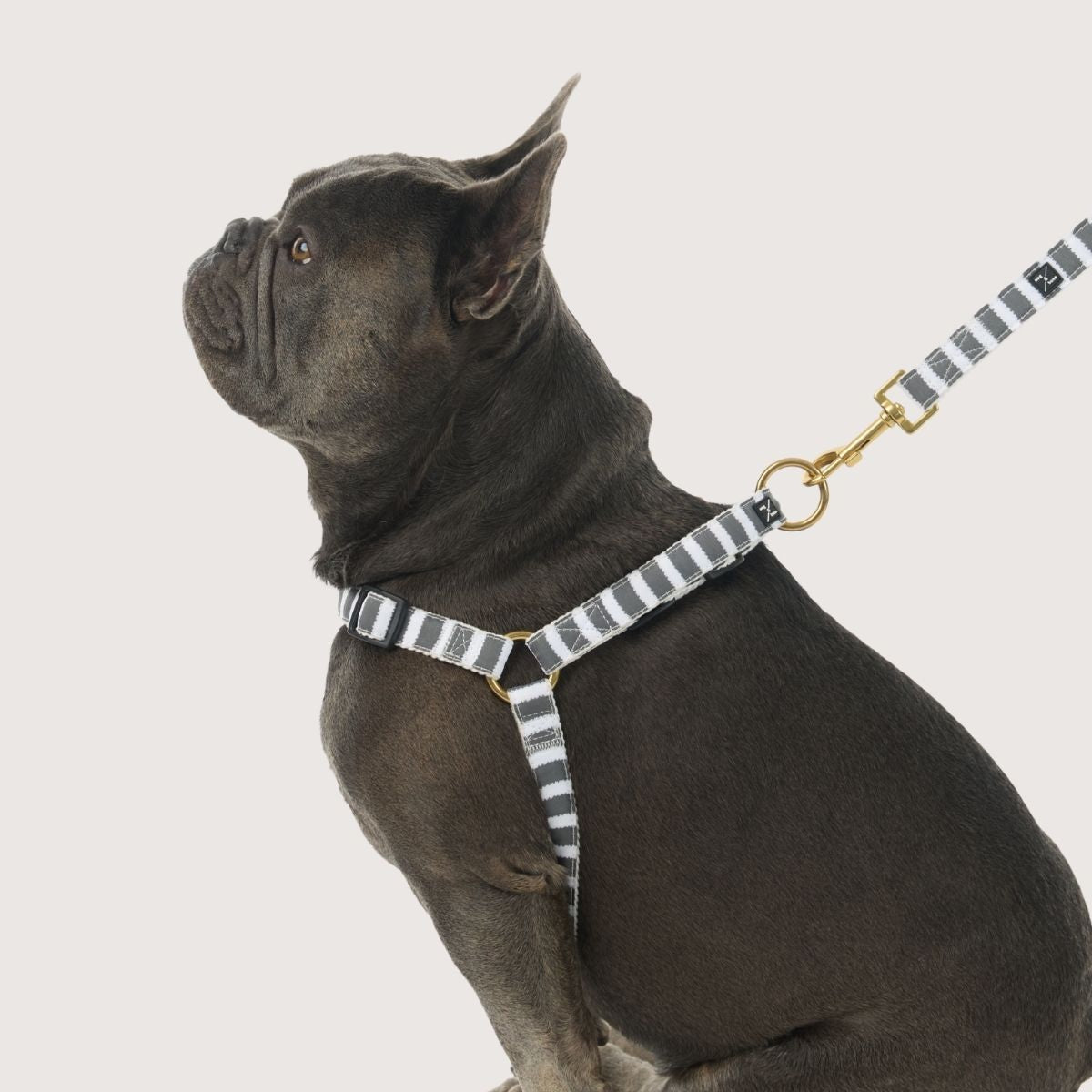 Hemp Dog Harness - Charcoal Hamptons Stripe Print