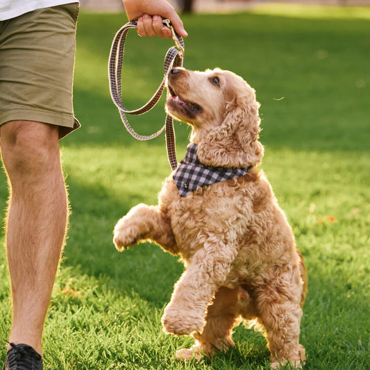 Hemp Dog Lead - Multi Function with Leather & Brass Fittings - Mocha/ Black Gingham Print