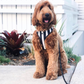 Multi-Function Clip Dog Lead