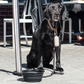 Multi-Function Clip Dog Lead