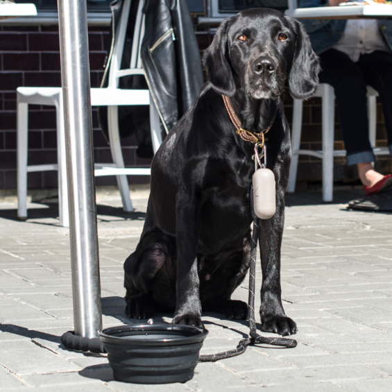 Multi-Function Clip Dog Lead