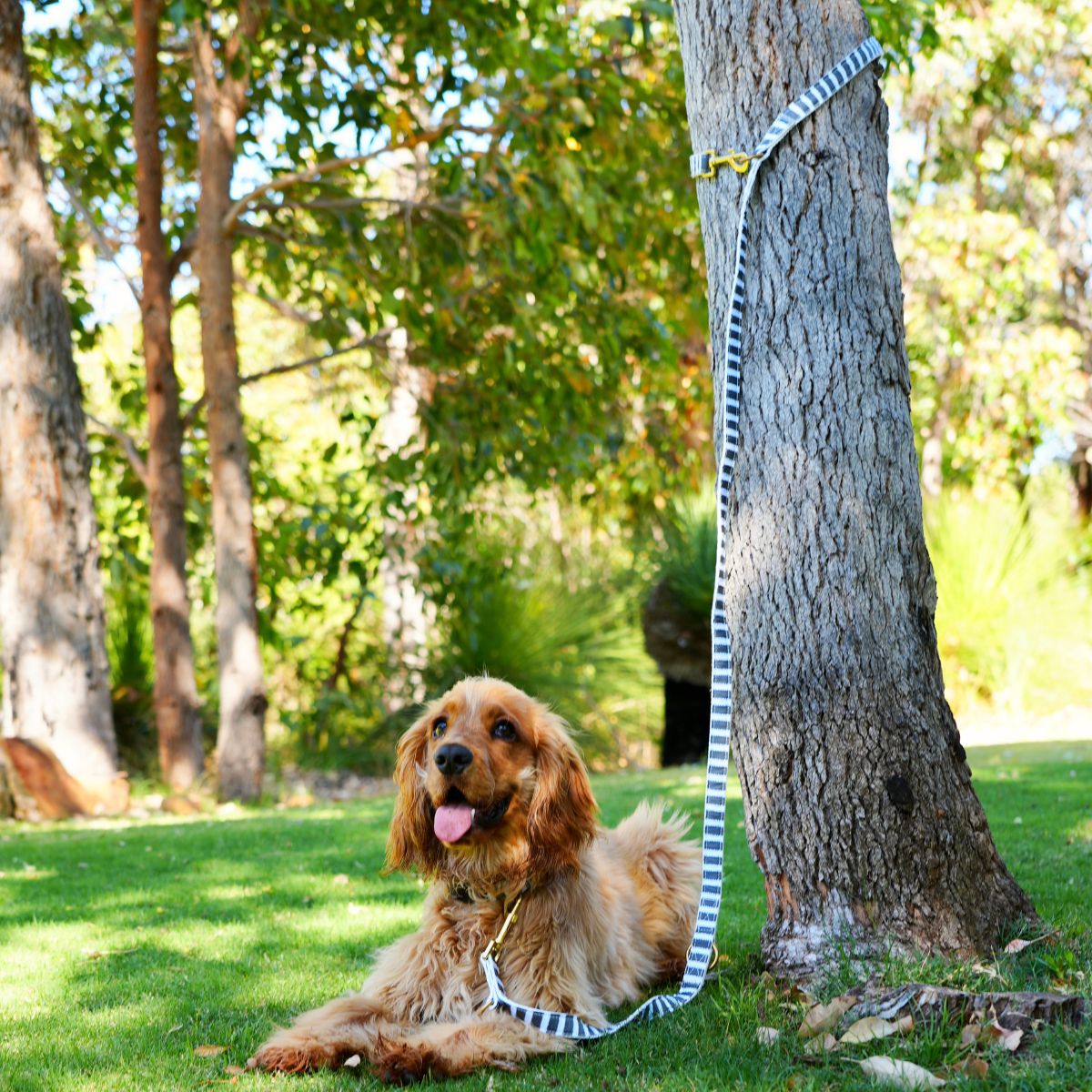 Hemp Dog Lead - Multi Function with Leather and Brass Fittings  - Charcoal Hamptons Stripe Print