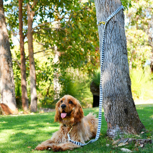 Hemp Dog Lead - Multi Function with Leather and Brass Fittings  - Charcoal Hamptons Stripe Print