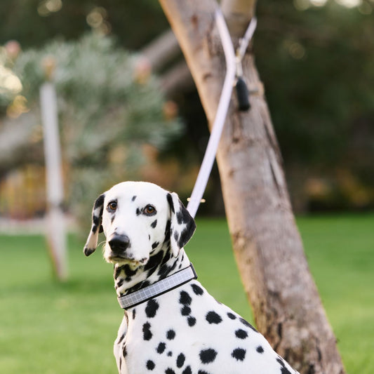 Neoprene Dog Lead - Multi Function with Brass Fittings- Grey Check Print