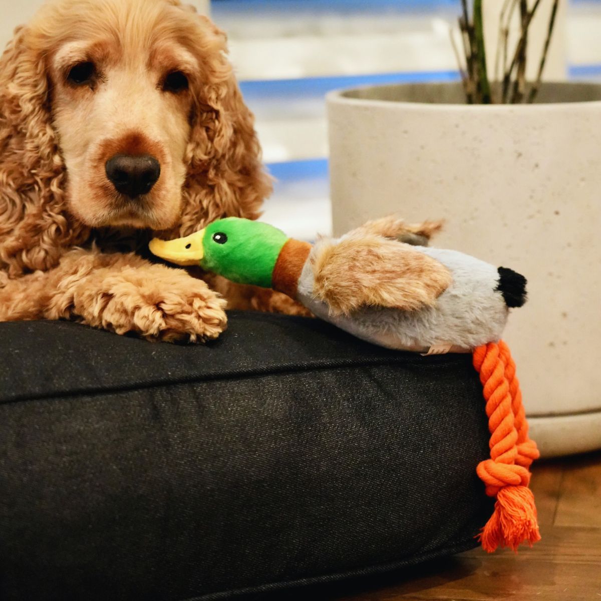 Toy - Fifi the Flying Duck