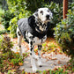 Dalmatian dog wearing a black puffer jacket standing on a path with greenery around.