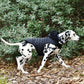 Dalmatian dog wearing a black quilted jacket walking outdoors.