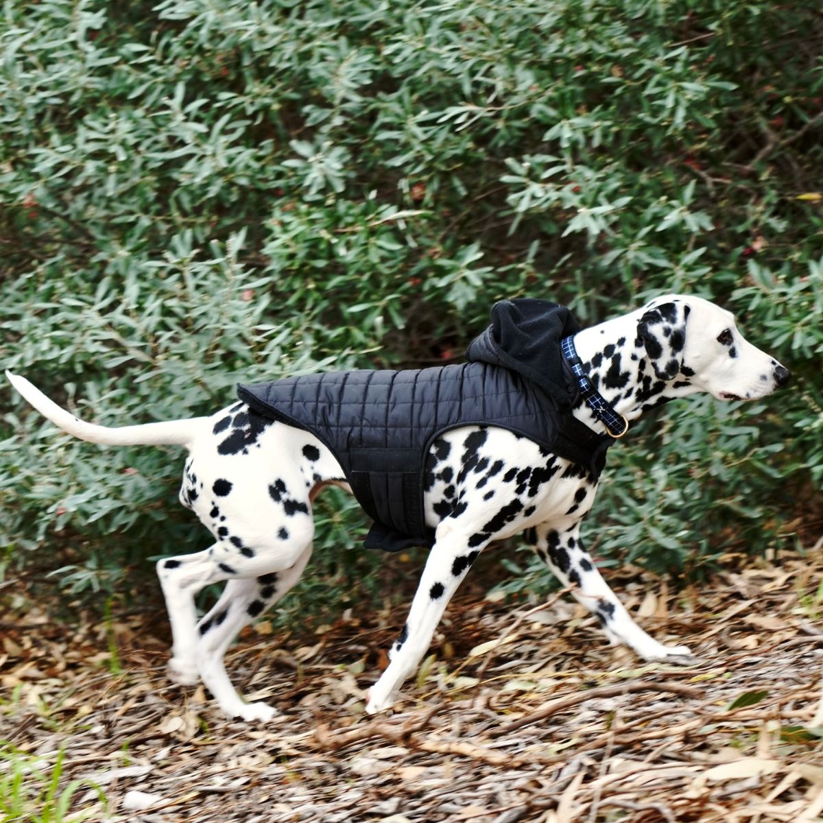 Dalmatian dog wearing a black quilted jacket walking outdoors.