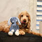Dog playing with a blue and white elephant toy on a black cushion bed