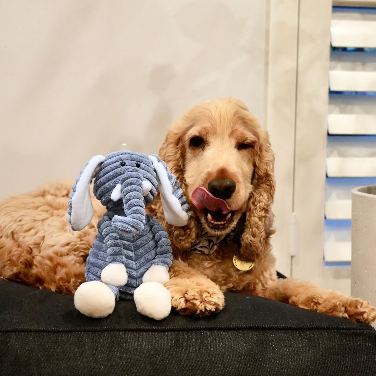 Dog playing with a blue and white elephant toy on a black cushion bed