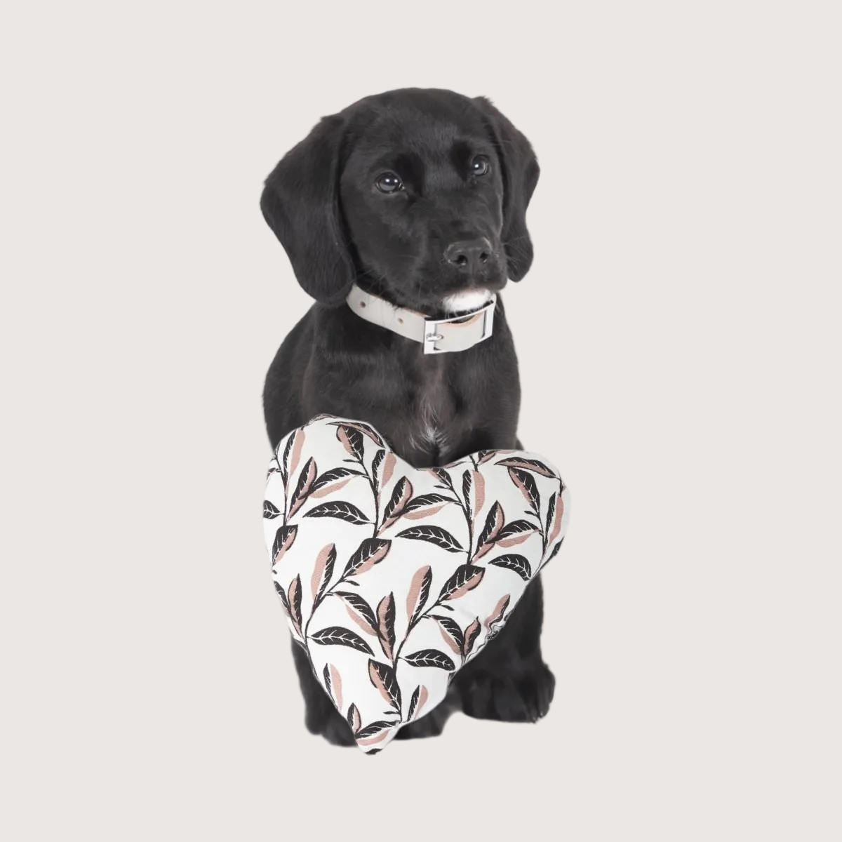 Black dog holding a leaf-patterned toy on a white background