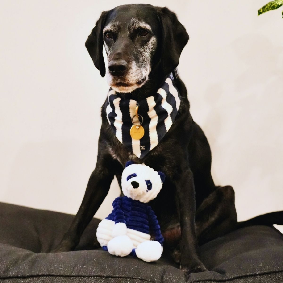 Dog wearing a navy Hampton stripe bandana with a toy on a cushion bed