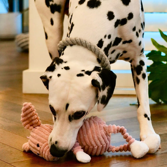 Dalmatian dog playing with a pink plush toy on a wooden floor.