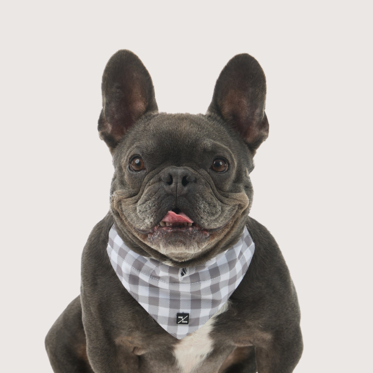 Dog Bandana - Mocha Gingham Print