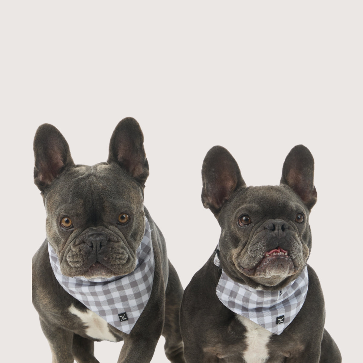 Dog Bandana - Mocha Gingham Print