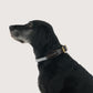 Rope Dog Collar - Grey
