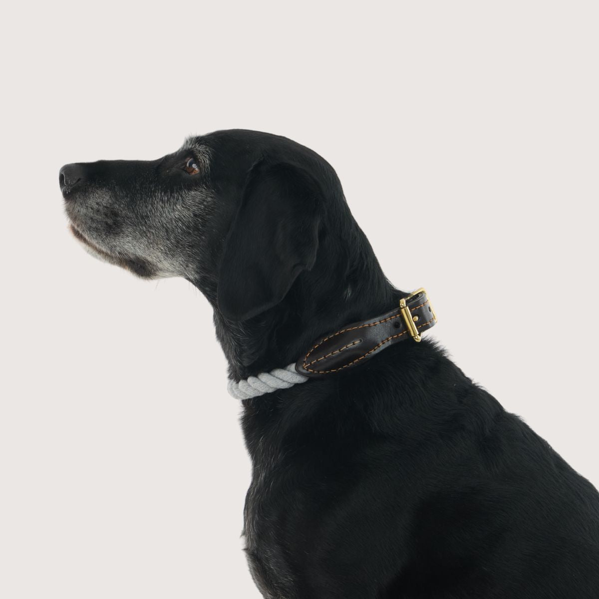 Rope Dog Collar - Grey