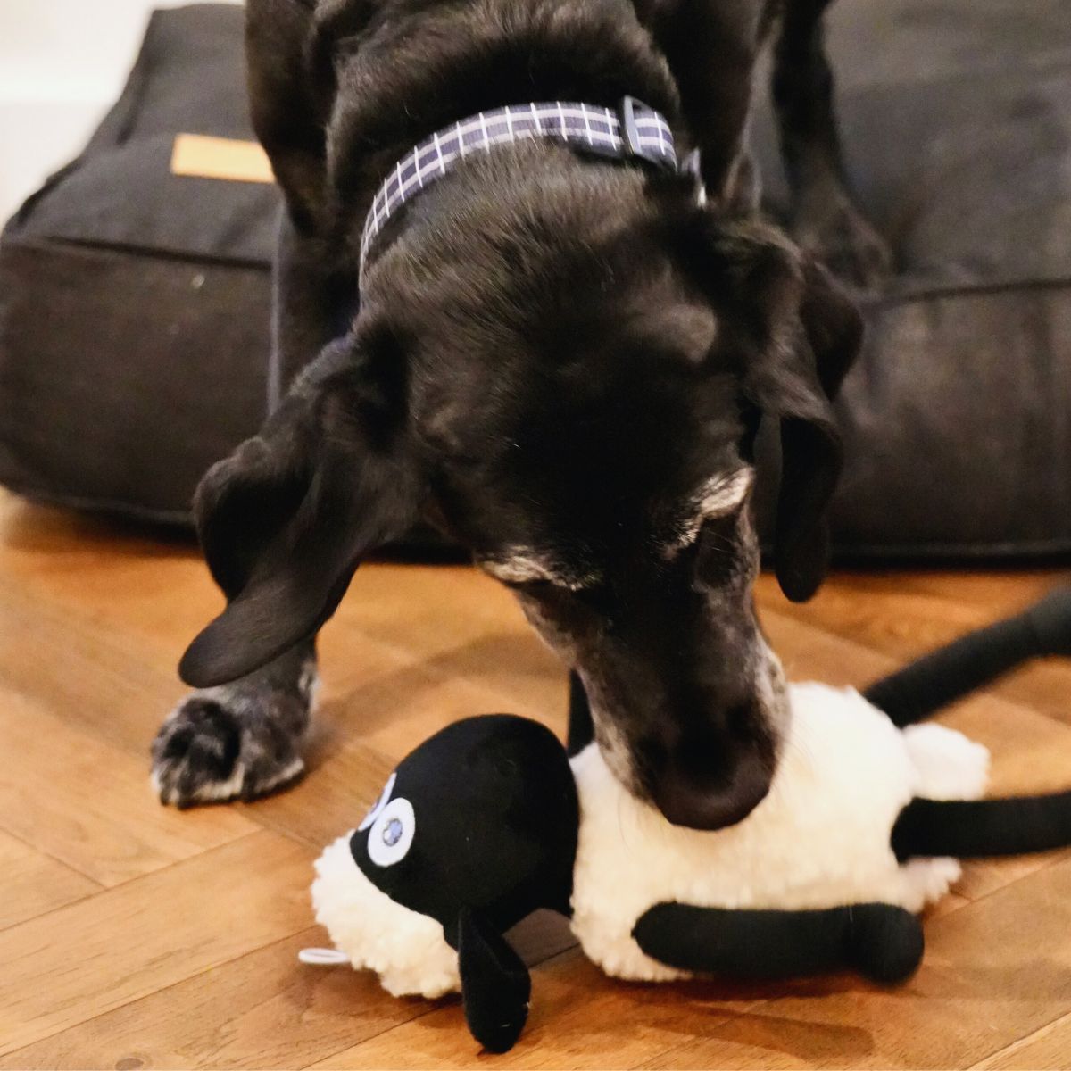 Toy - Shauny the Sheep