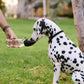 Travel Feeder for Dogs - Holds Water of Food