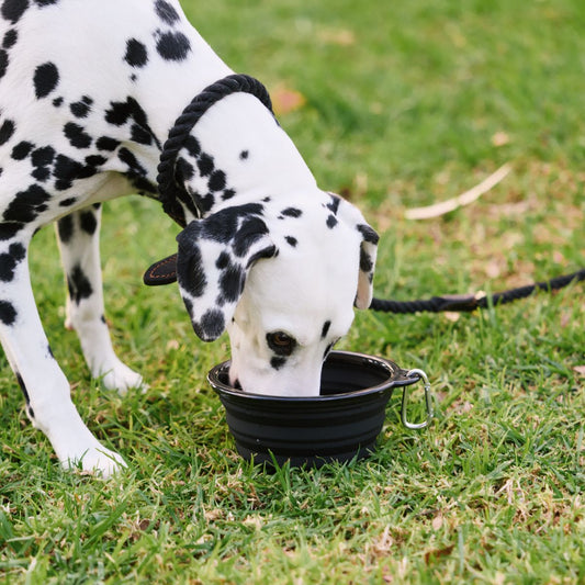 Travel Bowl for Dogs - Expandable with Clip