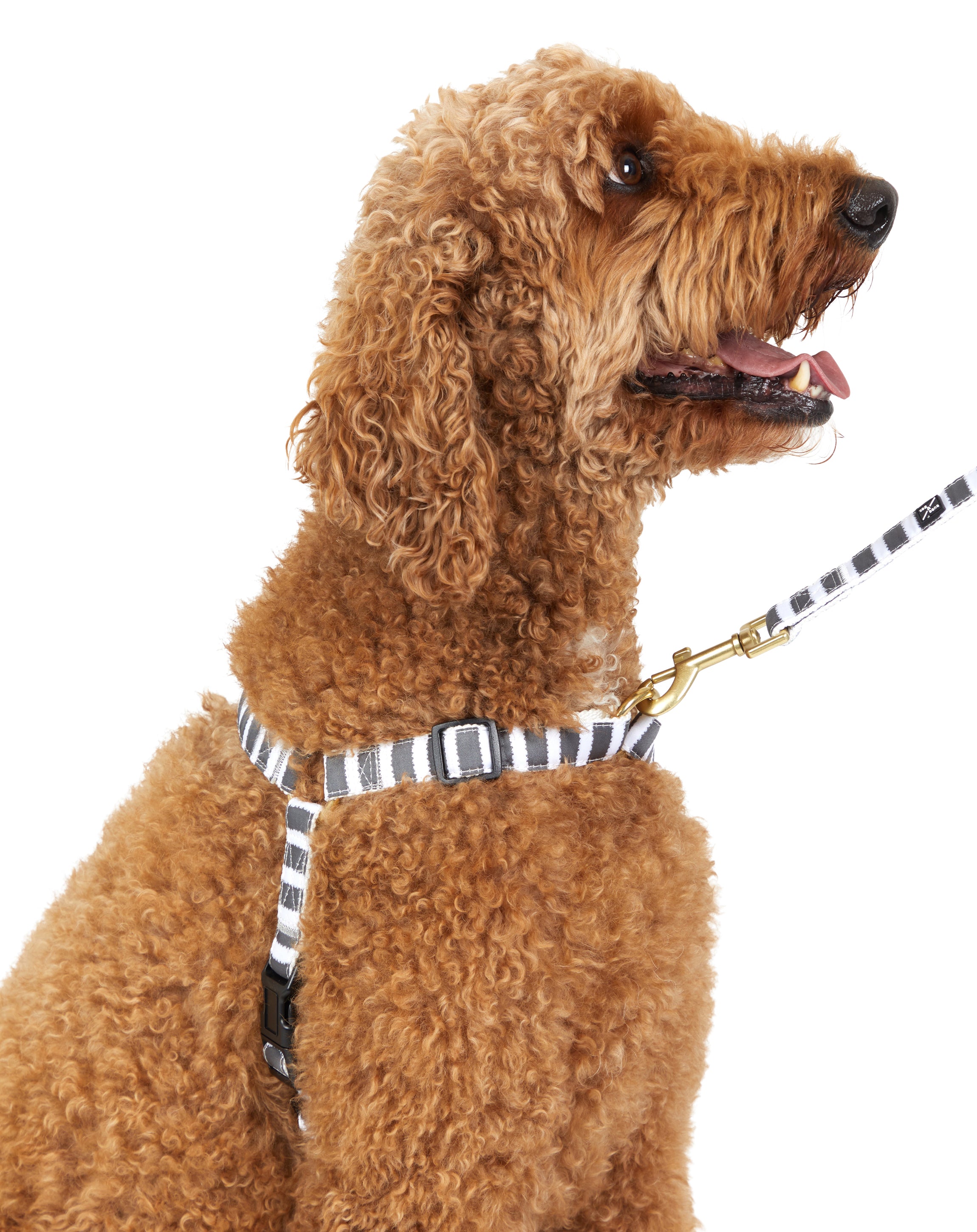 Hemp Dog Harness Charcoal Hampton Stripe